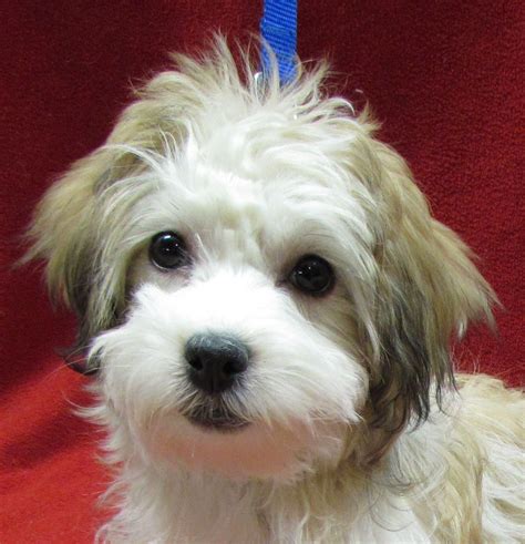Havanese adoption - Find a home for an animal in need by browsing the map of Havanese Dogs posted in each state. Shelters and individuals can post animals for free on Rescue Me, a platform for animal rescue and adoption. 